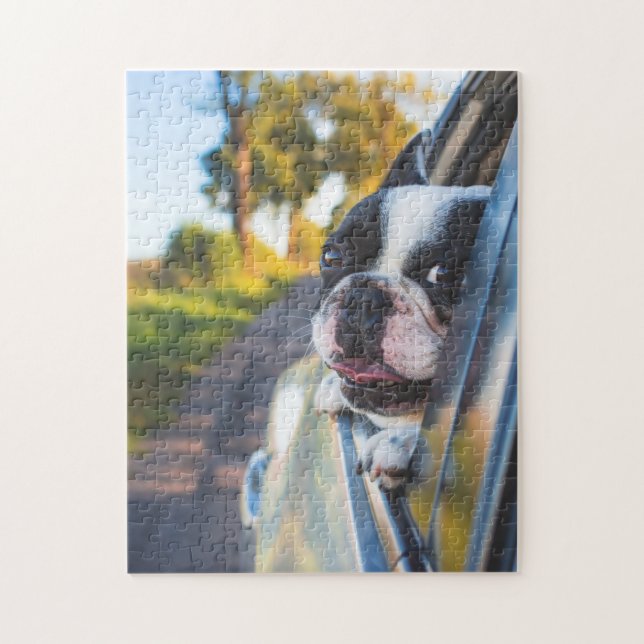 Boston Terrier Hund Sticken Kopf-aus Auto-Fenster (Vertikal)