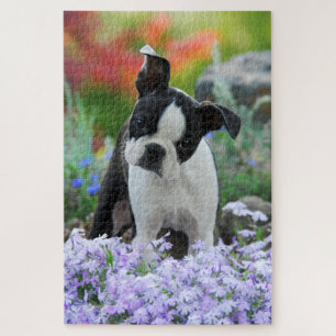 Boston-Terrier-Hundeniedlicher