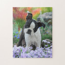Boston-Terrier-Hundeniedliches Welpen-Spiel 11x14