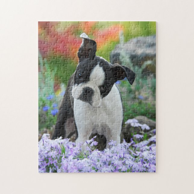 Boston-Terrier-Hundeniedliches Welpen-Spiel 11x14 (Vertikal)