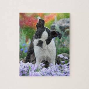 Boston-Terrier-Hundeniedliches Welpen-Spiel 8x10