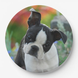 Boston-Terrier-Hundewelpen-Porträt, glückliches Pappteller