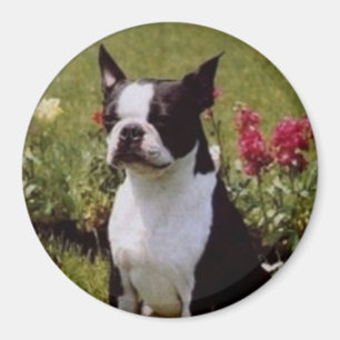 Boston Terrier im Garten-Magneten Magnet
