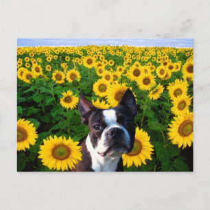 Boston Terrier in Sunflores Postkarte