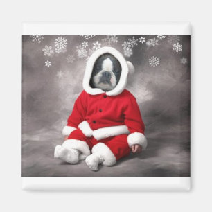BOSTON TERRIER IN XMAS OUTFIT MAGNET