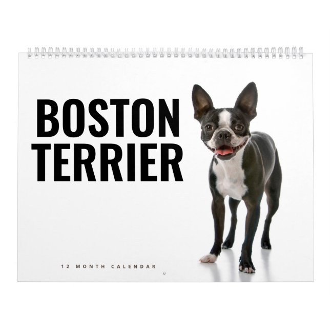 Boston Terrier Kalender (Titelbild)