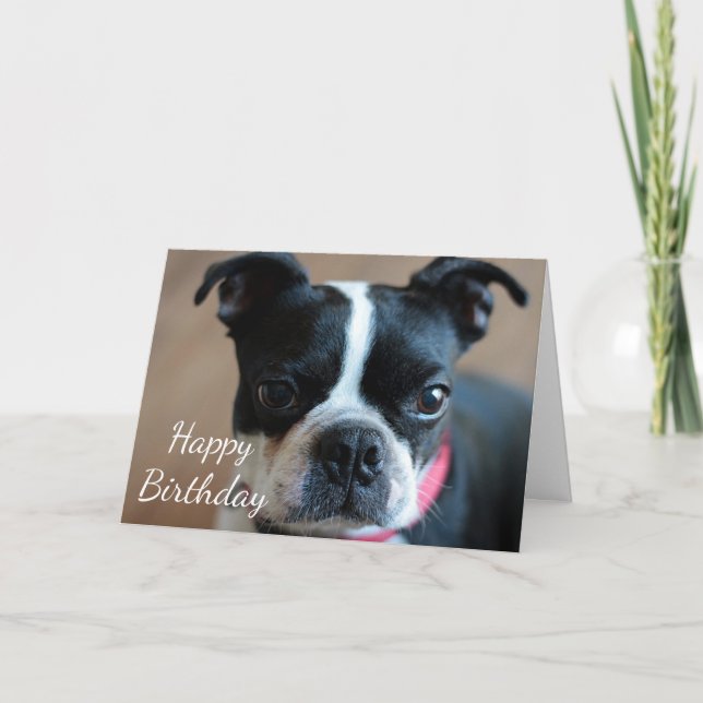 Boston Terrier Karte (Vorderseite)