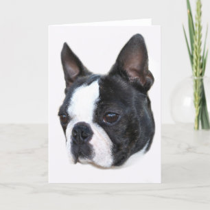 Boston Terrier Karte