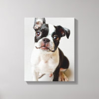 Boston Terrier