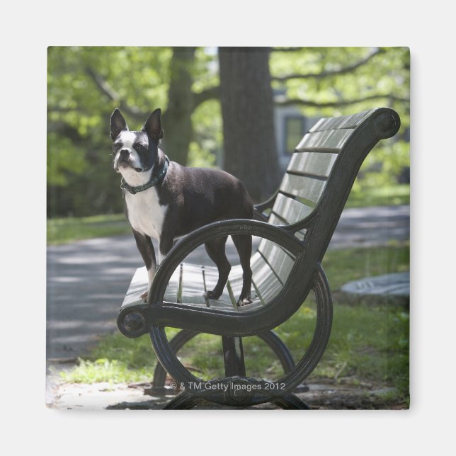 Boston Terrier Magnet (Vorne)