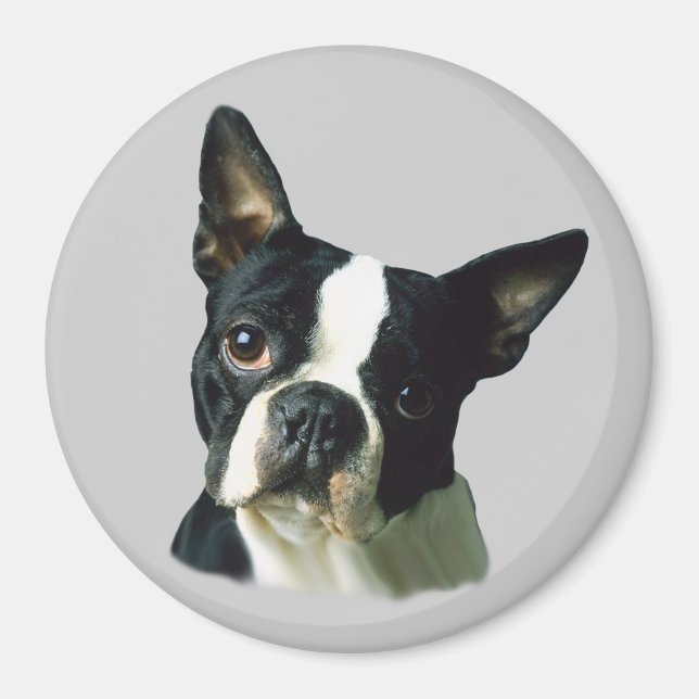 Boston Terrier Magnet (Vorne)