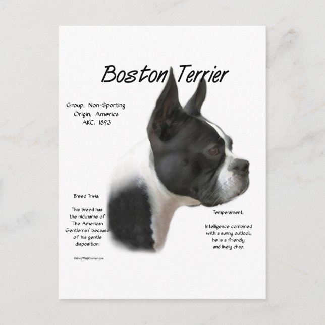 Boston Terrier Meet Breed Postkarte (Vorderseite)