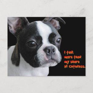 Boston Terrier: Mehr als mein Anteil an Kultur Postkarte