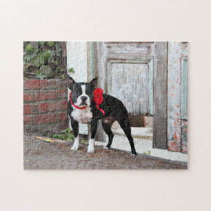 Boston Terrier - Meilen