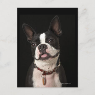 Boston-Terrier mit Kragen lächeln Postkarte