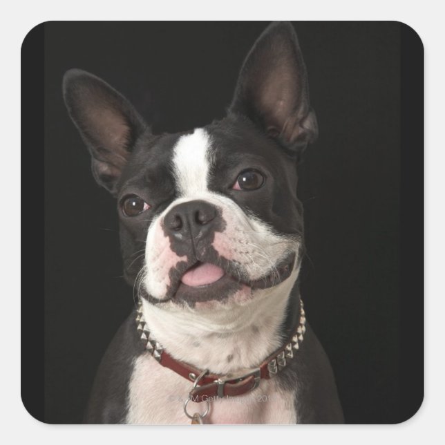 Boston-Terrier mit Kragen lächeln Quadratischer Aufkleber (Vorderseite)