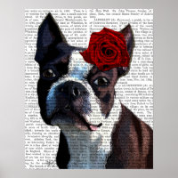 Boston Terrier mit Rose auf Head