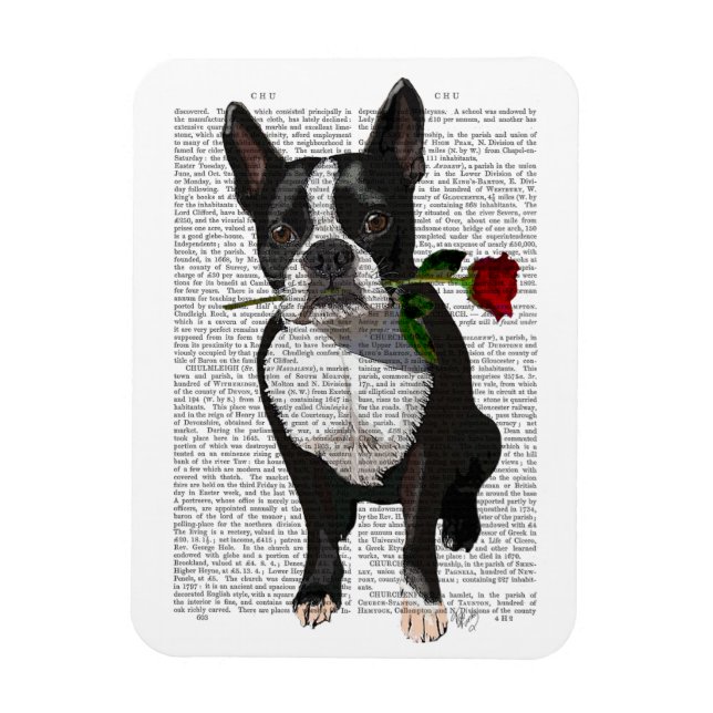 Boston Terrier mit Rose im Mund Magnet (Vertikal)