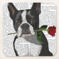 Boston Terrier mit Rose im Mund
