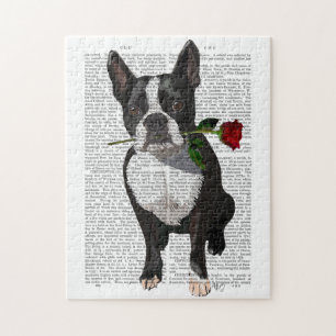 Boston Terrier mit Rose in Mouth
