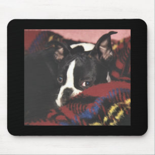 Boston Terrier: Peekaboo Mousepad