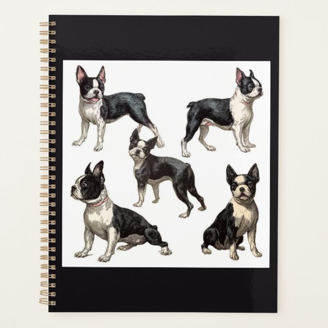 Boston Terrier  Planer (Vorderseite)