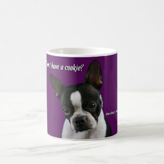 Boston Terrier:  Plätzchen bitte? Kaffeetasse
