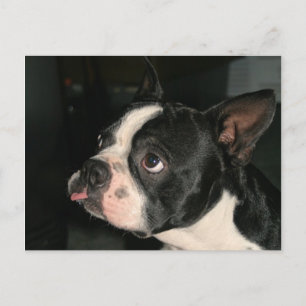 Boston Terrier Post Card Phhhhhtt! Postkarte