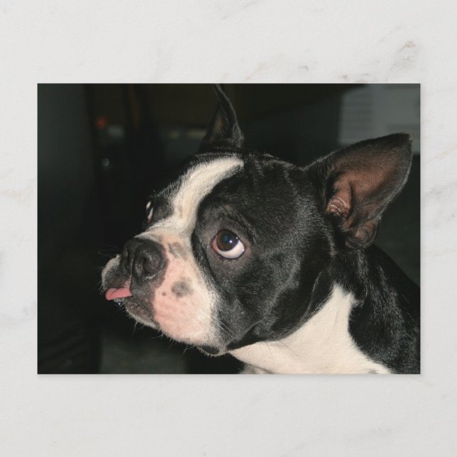 Boston Terrier Post Card Phhhhhtt! Postkarte (Vorderseite)