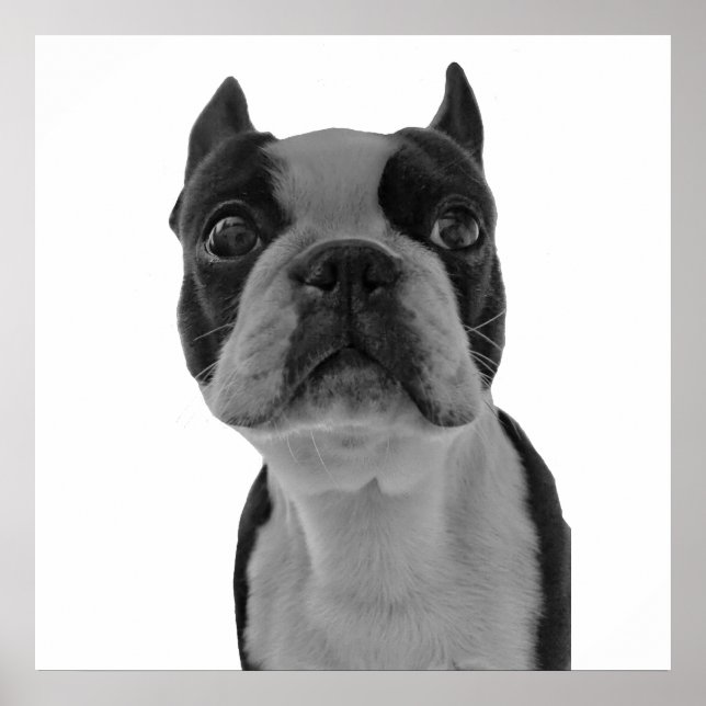Boston Terrier Poster (Vorne)