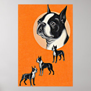 Boston Terrier Poster
