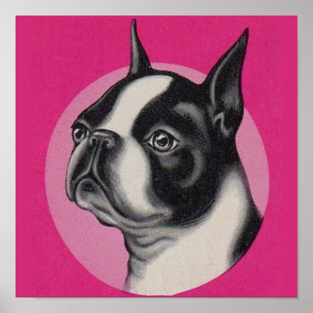 Boston Terrier Poster (Vorne)