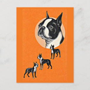 Boston Terrier Postkarte