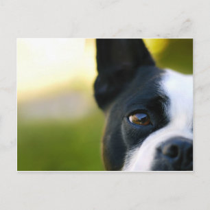 Boston Terrier Postkarte