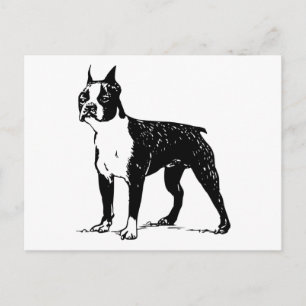 Boston Terrier Postkarte