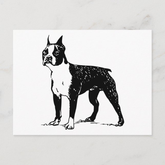 Boston Terrier Postkarte (Vorderseite)