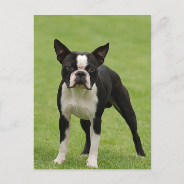 Boston Terrier Postkarte (Vorderseite)