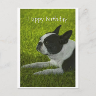 Boston Terrier Postkarte