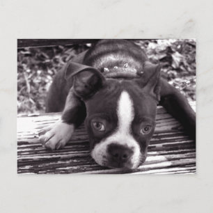Boston Terrier Postkarte