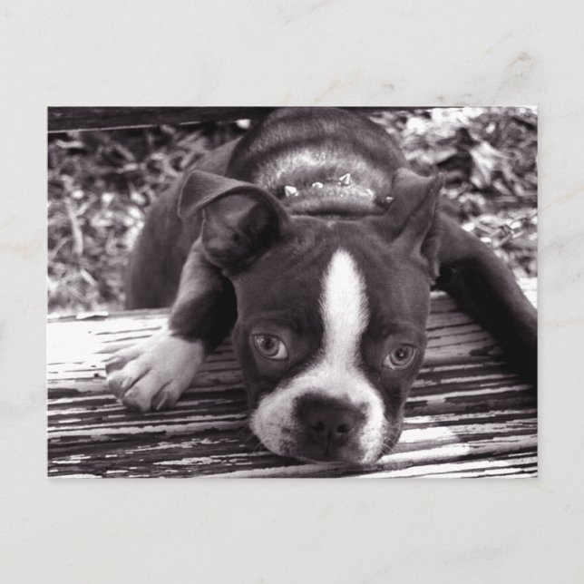 Boston Terrier Postkarte (Vorderseite)