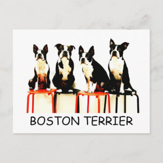 BOSTON TERRIER POSTKARTE
