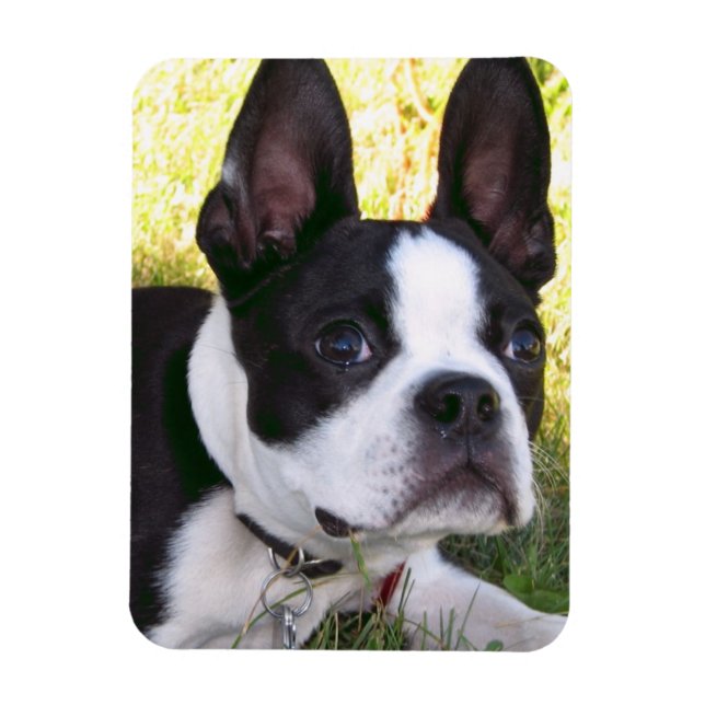 Boston Terrier Pup Flexible Magnet (Vertikal)
