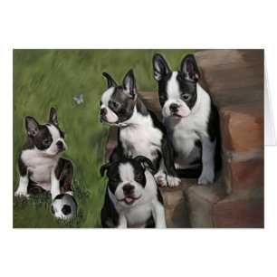 Boston Terrier Puppies