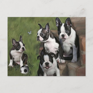 Boston Terrier Puppies Postkarte