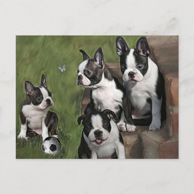 Boston Terrier Puppies Postkarte (Vorderseite)