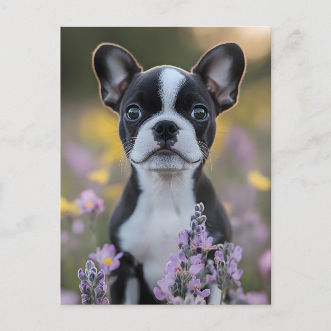 Boston Terrier Puppy Lupine Blume Postkarte (Vorderseite)