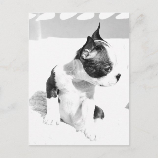 Boston Terrier Puppy Postkarte (Vorderseite)