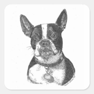 Boston Terrier Quadratischer Aufkleber