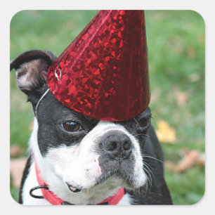 Boston Terrier Quadratischer Aufkleber
