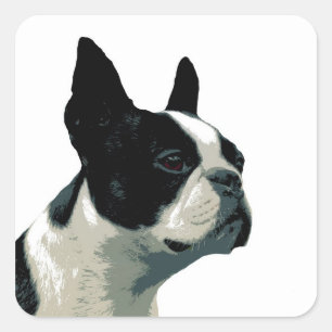 Boston Terrier Quadratischer Aufkleber